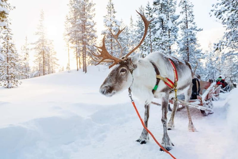 Rovaniemi: Husky Farm and Reindeer Experience - The guide factor: warmth, professionalism, and calm instructions