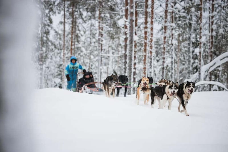Rovaniemi: Husky Farm and Reindeer Experience - Your 500m reindeer sled ride: what you’re actually buying