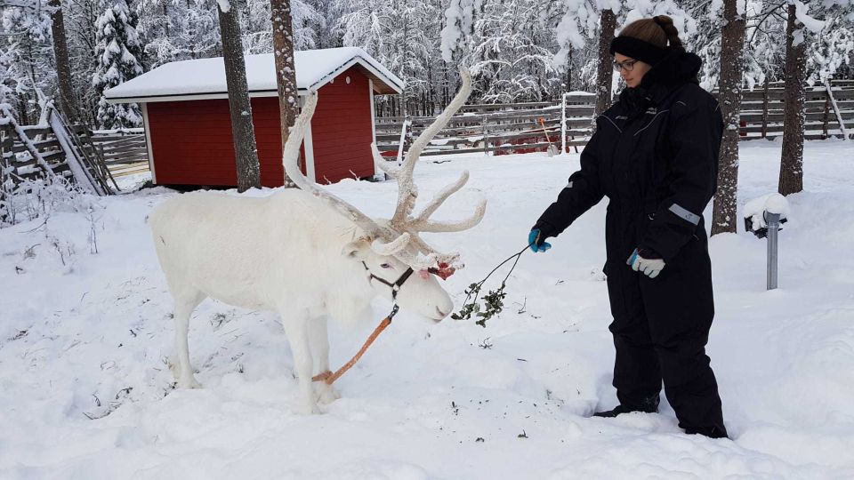 Rovaniemi: Husky Farm and Reindeer Experience - Meet Alaskan huskies: shared sleigh ride, big energy