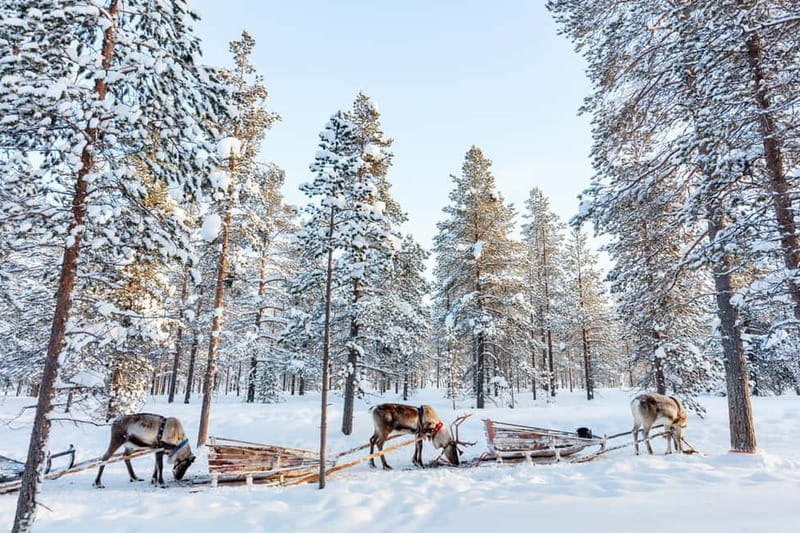 Rovaniemi: Husky Farm and Reindeer Experience - Price and value: is $185 worth it?