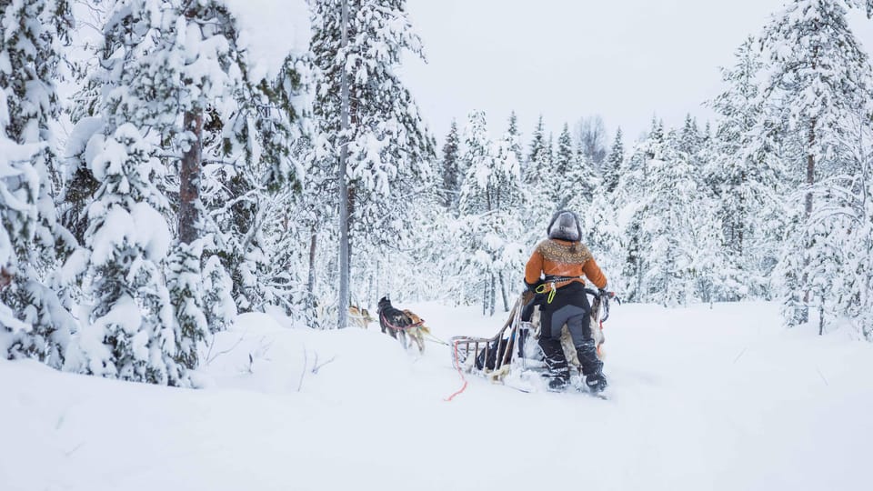 Rovaniemi: Husky Farm Visit with a Sledge Ride - Key Highlights You’ll Feel Immediately
