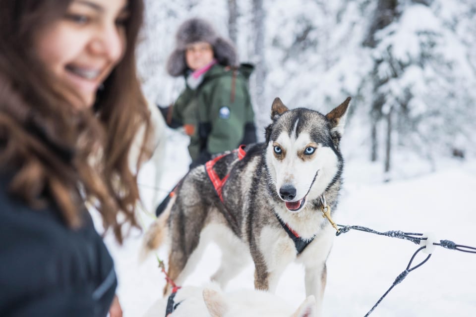 Rovaniemi: Husky Farm Visit with a Sledge Ride - Learning the Mushing Lifestyle: What the Mushers Actually Teach