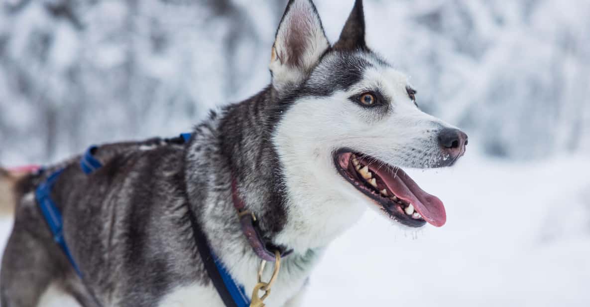 Rovaniemi: Husky Farm Visit with a Sledge Ride - Should You Book This Husky Farm Visit?