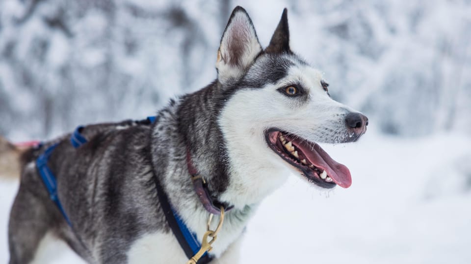 Rovaniemi: Husky Farm Visit with a Sledge Ride - The 1-Kilometer Sleigh Ride: Short Distance, Real Lapland Speed