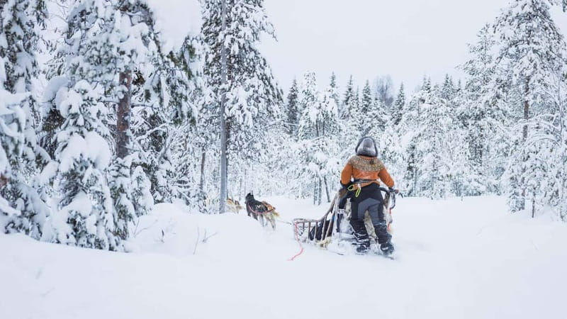 Rovaniemi: Husky & Reindeer Experience with Snowmobile Ride - Winter clothes and snowmobile training: what you’ll learn first