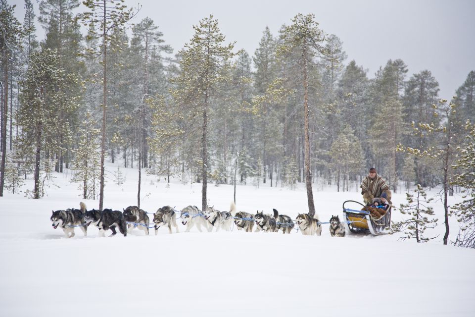 Rovaniemi: Husky & Reindeer Experience with Snowmobile Ride - Price, safety, and the driver-license reality