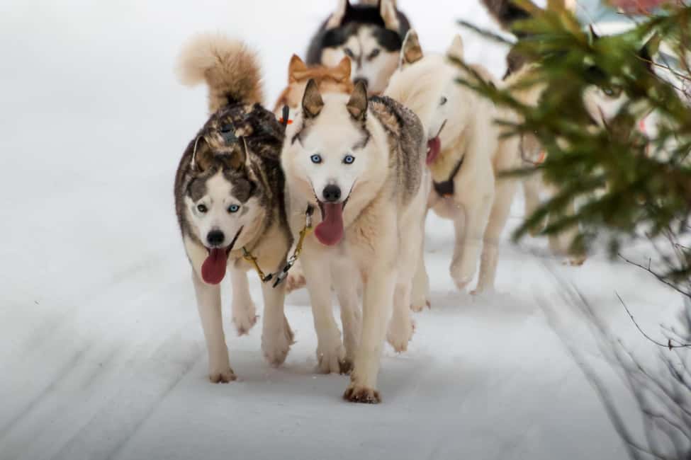Rovaniemi: Husky Safari & Campfire BBQ – 6‑10 km Self‑Drive - Key Points You’ll Care About