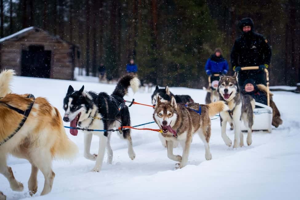Rovaniemi: Husky Safari & Campfire BBQ – 6‑10 km Self‑Drive - Rovaniemi Husky Safari Setup: Pickup, Small Group, and Overalls