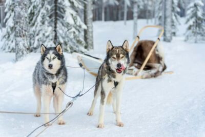 Rovaniemi: Husky Safari & Campfire BBQ – 6‑10 km Self‑Drive - Meet the Huskies: Calm Interaction Before You Ride
