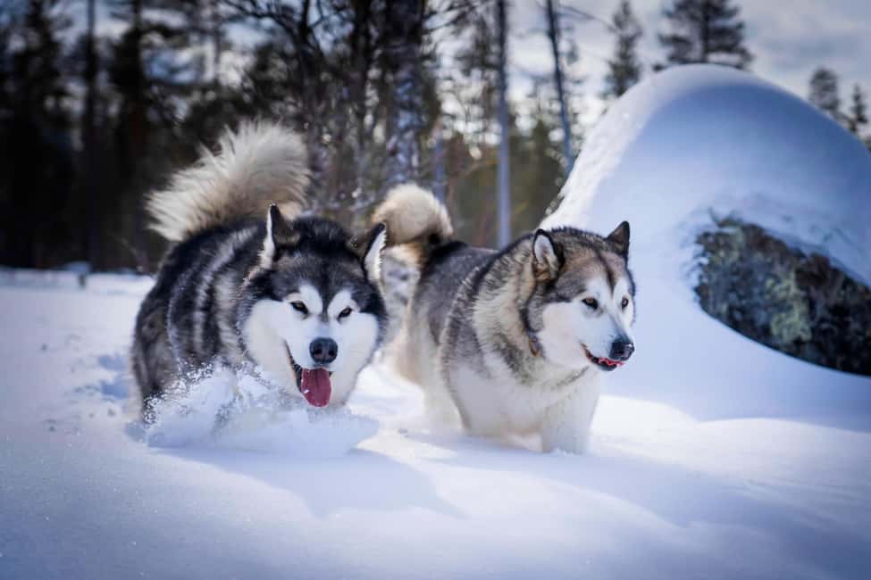 Rovaniemi: Husky Safari & Campfire BBQ – 6‑10 km Self‑Drive - The 6–10 km Self-Driving Trek Through Autumn Lapland Trails