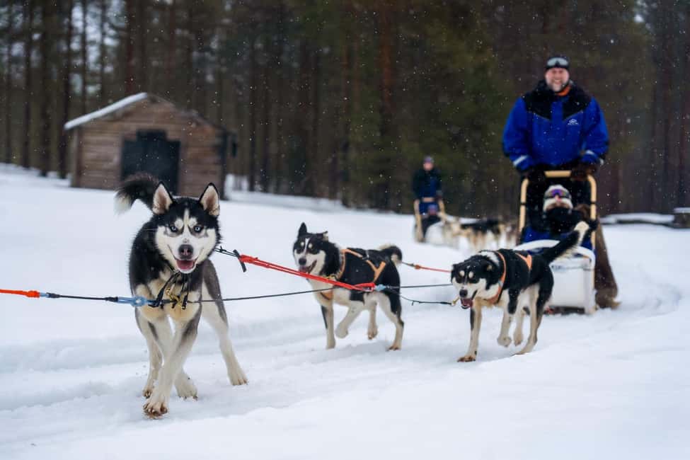 Rovaniemi: Husky Safari & Campfire BBQ – 6‑10 km Self‑Drive - Wildlife Spotting: Reindeer and Elk Aren’t Just a Poster