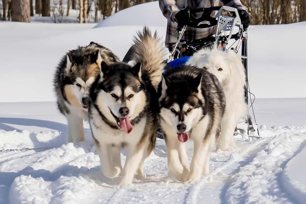 Rovaniemi: Husky Safari & Campfire BBQ – 6‑10 km Self‑Drive - Price and Value: Is $249 Worth It?