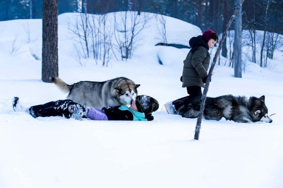Rovaniemi: Husky Safari & Campfire BBQ – 6‑10 km Self‑Drive - Who This Tour Suits Best (and Who Might Want a Different Option)