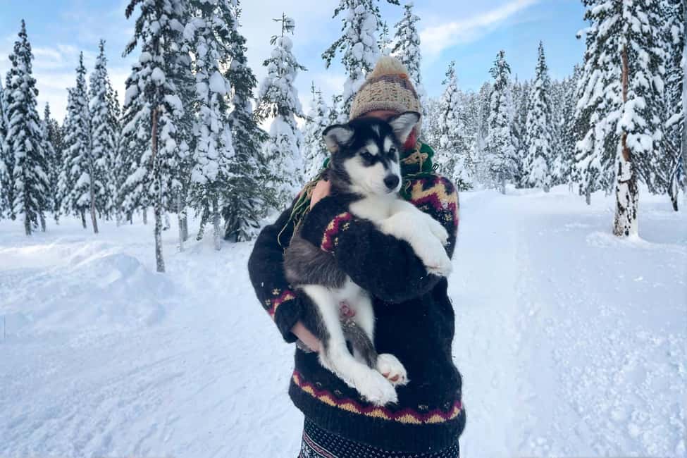 Rovaniemi: Husky Safari & Campfire BBQ – 6‑10 km Self‑Drive - The Guides You’ll Hope to Get: What the Instruction Vibe Is Like