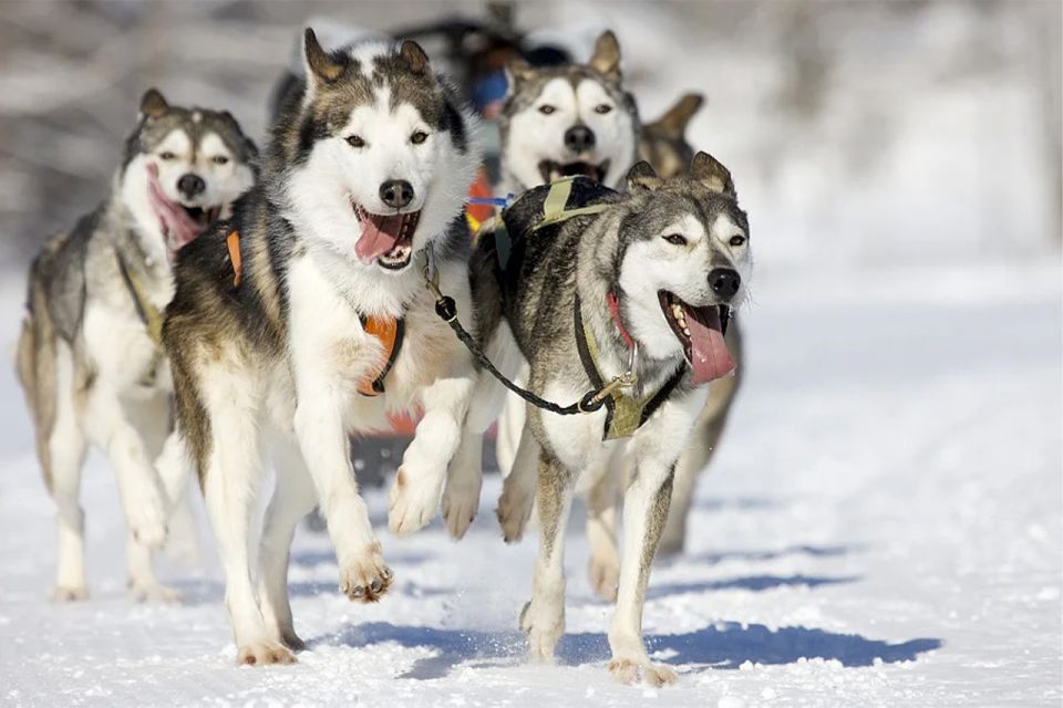 Rovaniemi: Husky Safari on a Snowy Trail - Key highlights worth planning around