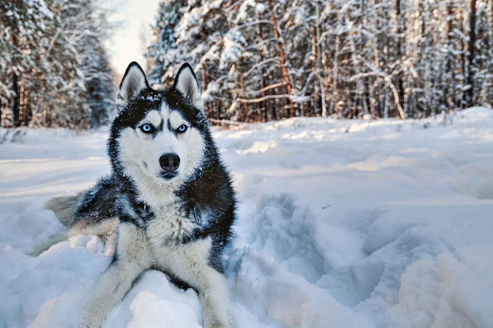 Rovaniemi: Husky Safari on a Snowy Trail - Entering the Huskies’ World: Why this safari feels local