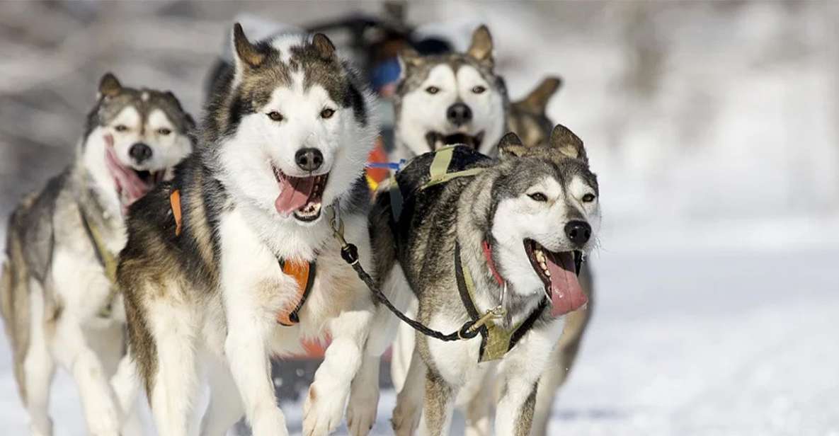 Rovaniemi: Husky Safari on a Snowy Trail - Husky farm intro: the training story before the throttle