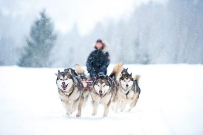 Rovaniemi: Husky Safari on a Snowy Trail - Pickup, changing, and how the timing usually works