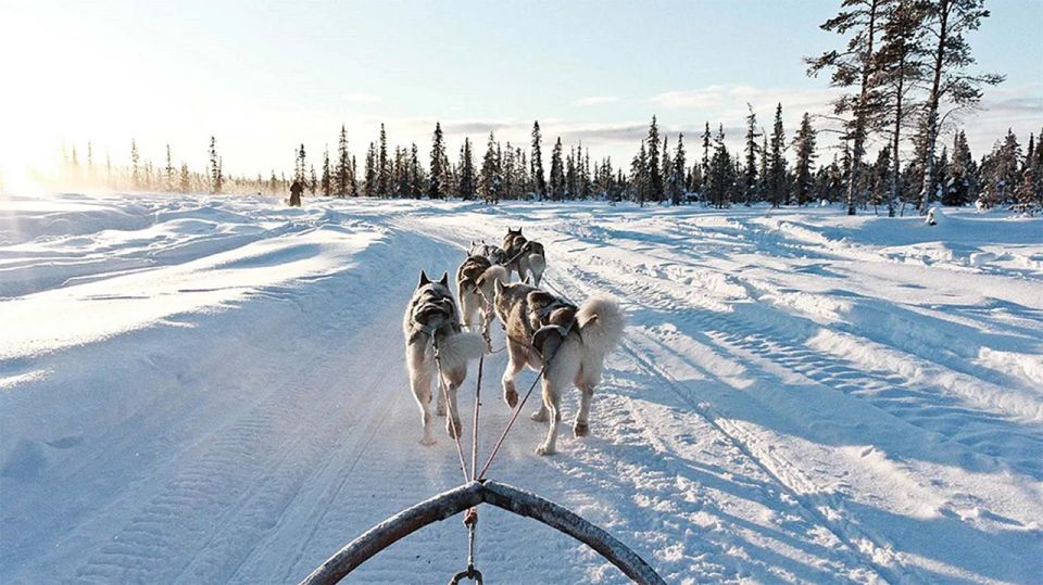 Rovaniemi: Husky Safari on a Snowy Trail - Who should book this husky safari (and who should skip it)