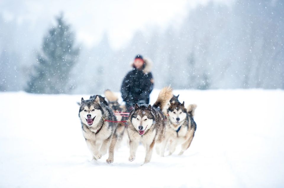 Rovaniemi: Husky Safari on a Snowy Trail - Pickup, changing, and how the timing usually works
