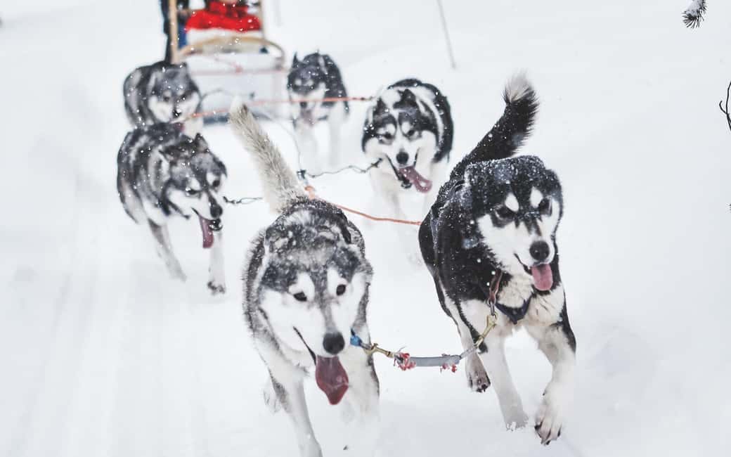 Rovaniemi: Husky Sled Ride and Farm Visit - Key Things I’d Prioritize Before You Go