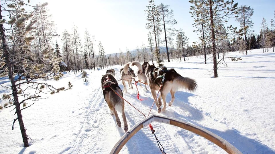 Rovaniemi: Husky Sled Ride and Farm Visit - Who Should Book This Husky Ride—and Who Might Pass