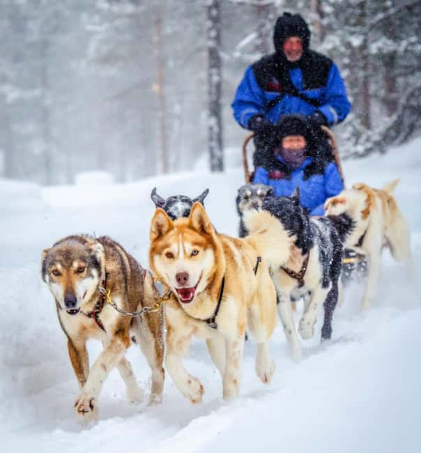 Rovaniemi: Husky Sled Ride and Farm Visit - Entering the Husky World in Central Rovaniemi