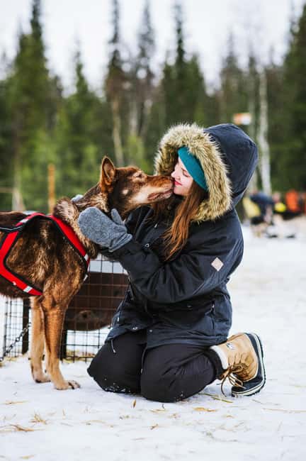 Rovaniemi: Husky Sled Ride and Farm Visit - The Husky Sled Ride: 500–800 Meters of Real Speed