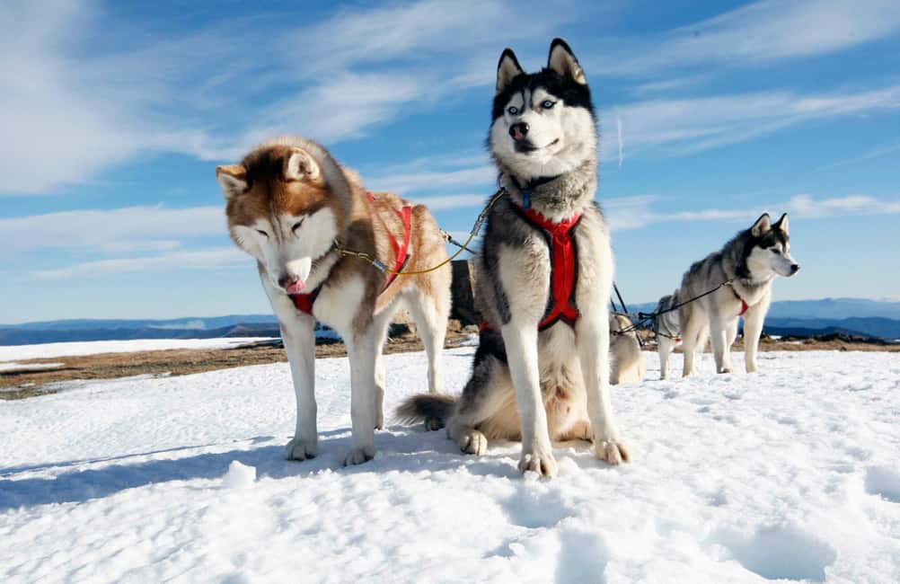 Rovaniemi: Husky Sled Ride and Farm Visit - Photos, Cuddles, and Learning How Husky Training Works