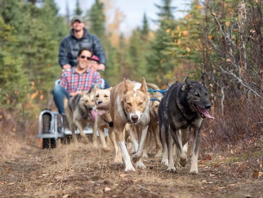 Rovaniemi: Husky Sled Ride and Farm Visit - Warm Up in the Heated Hut: Hot Drinks and Cookies