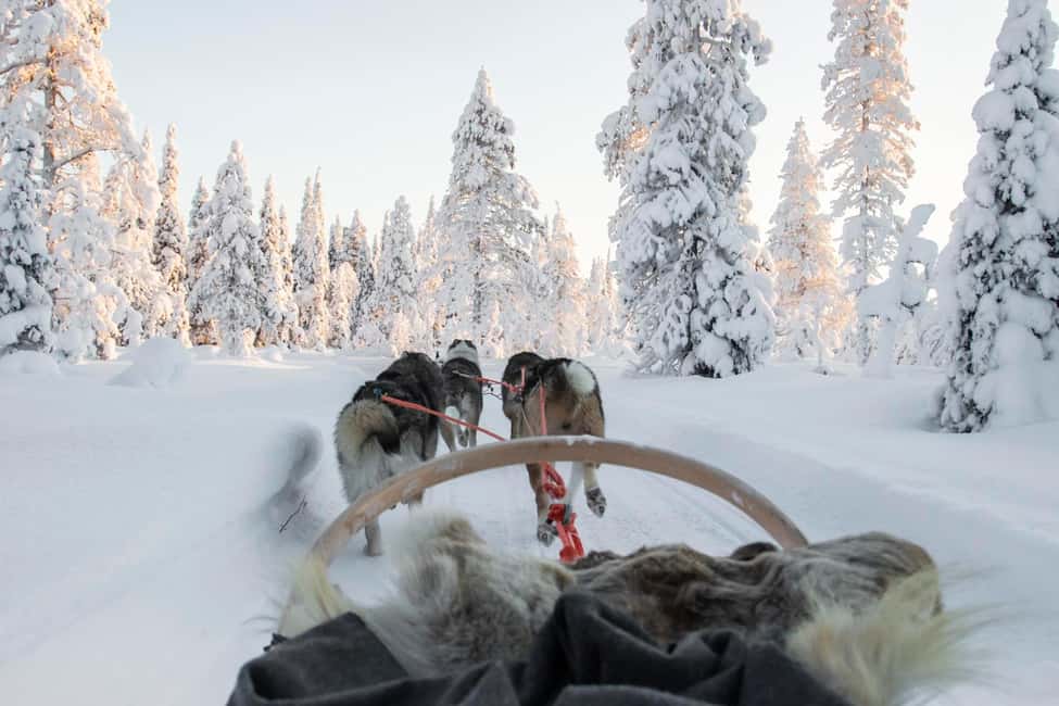 Rovaniemi: Husky Sled Ride and Farm Visit - Hotel Pickup and the Drive to the Farm