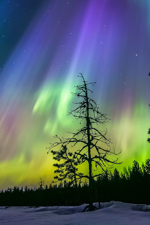 Rovaniemi: Ice Floating in Forest Lake with Aurora Borealis - Aurora odds: how to watch without turning it into stress math