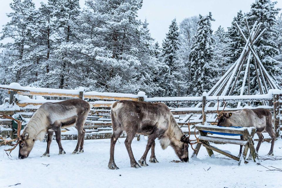 Rovaniemi: Local Reindeer Farm Visit with Sleigh Ride - Key highlights at a glance