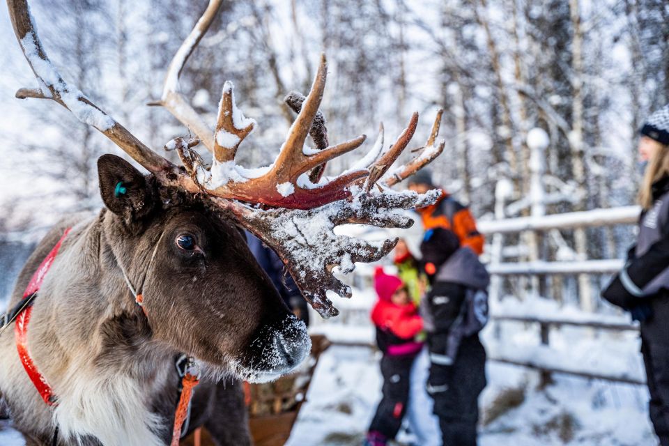 Rovaniemi: Local Reindeer Farm Visit with Sleigh Ride - Getting from Rovaniemi to a real reindeer farm