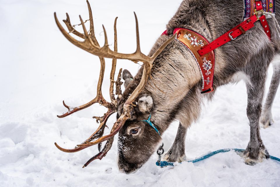 Rovaniemi: Local Reindeer Farm Visit with Sleigh Ride - The kota warmth: coffee, snacks, and the herding stories