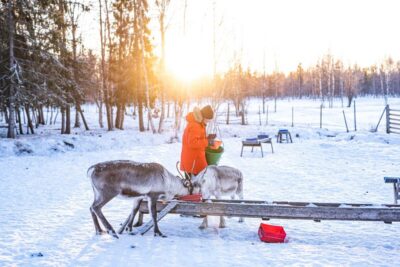 Rovaniemi: Local Reindeer Farm Visit with Sleigh Ride - What happens in the first stretch: pickup, a short stop, and settling in