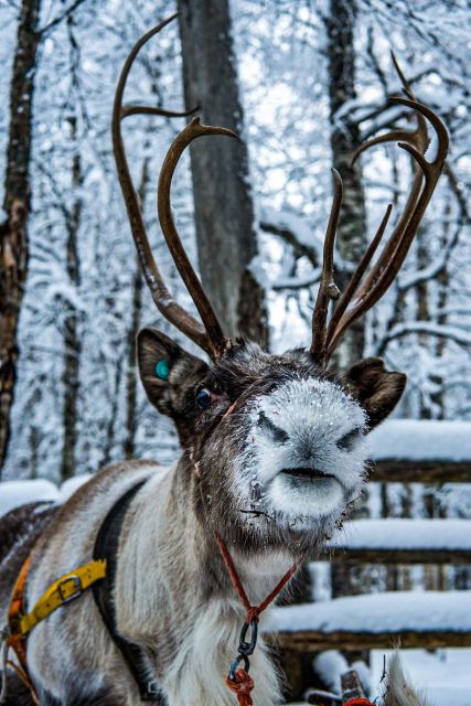Rovaniemi: Local Reindeer Farm Visit with Sleigh Ride - Meet the reindeer (without touching): what interaction looks like