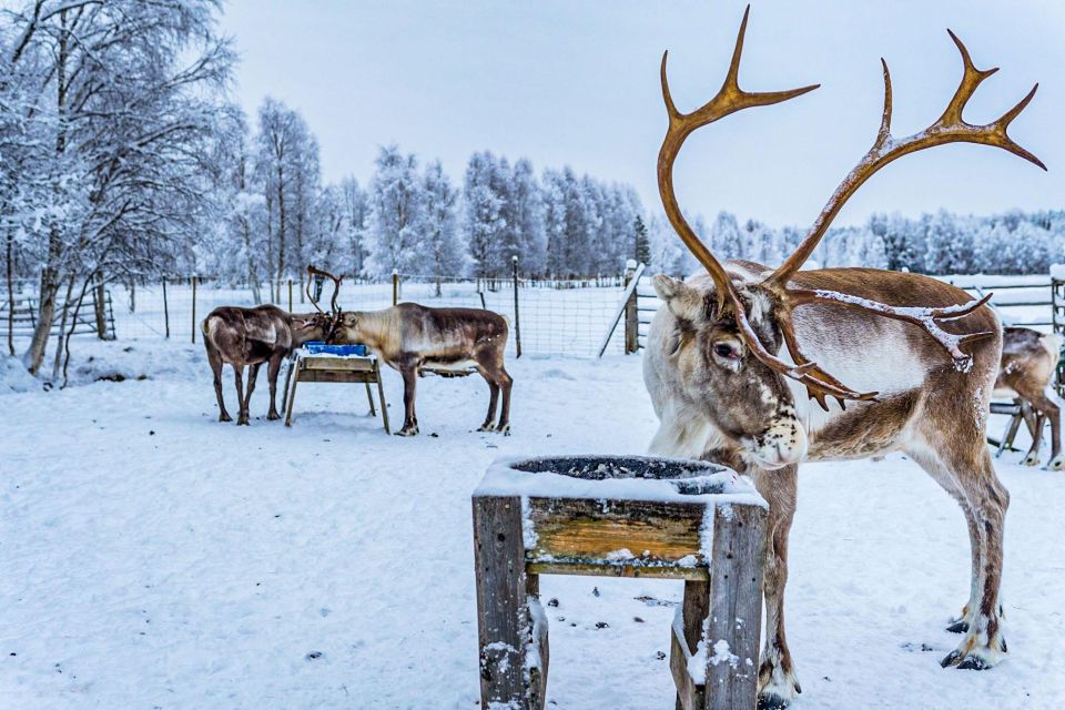 Rovaniemi: Local Reindeer Farm Visit with Sleigh Ride - Edited photos: how you get your gallery later
