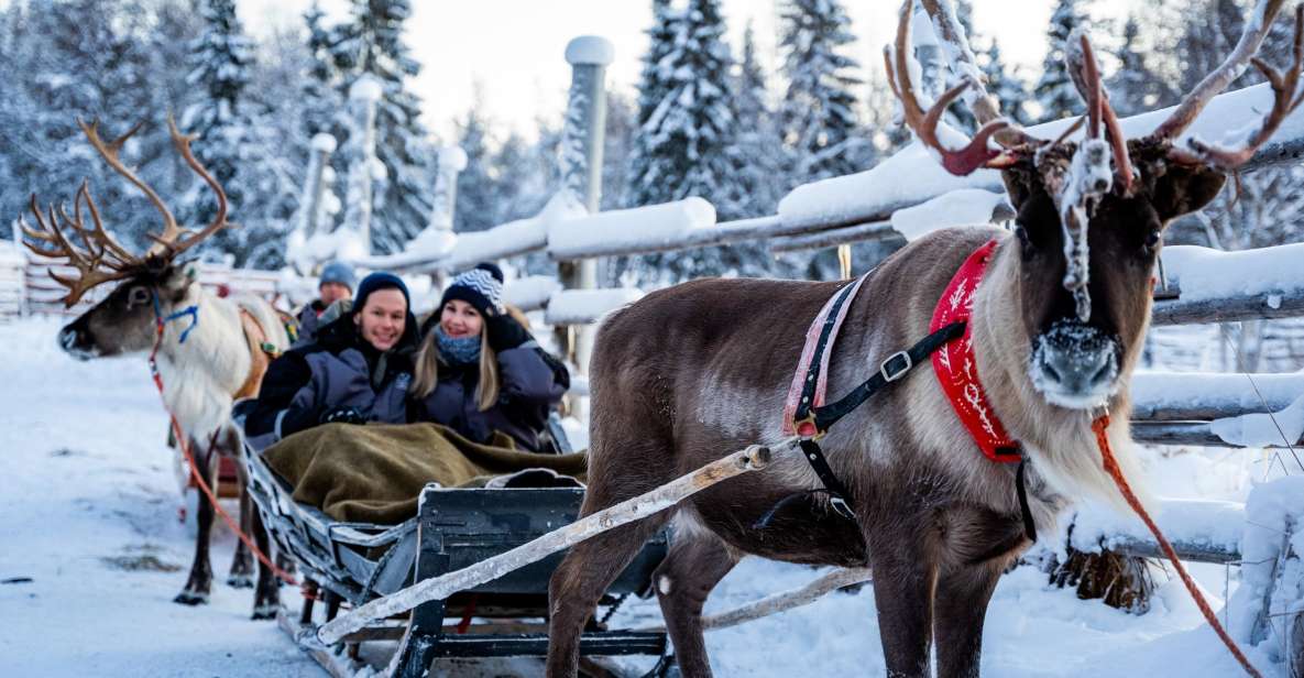 Rovaniemi: Local Reindeer Farm Visit with Sleigh Ride - Price and value: what $190 covers (and why it can be worth it)