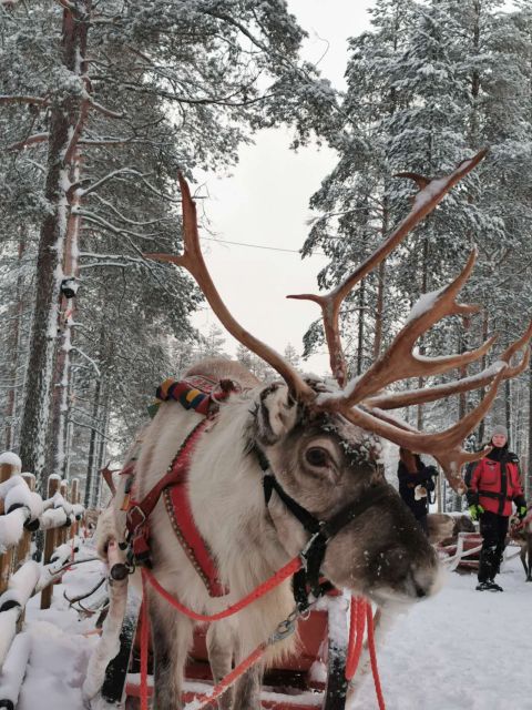 Rovaniemi: Meet Santa Claus, Reindeer Sleigh Ride & Huskies - Reindeer time: a 400-meter sleigh ride that’s short but sweet
