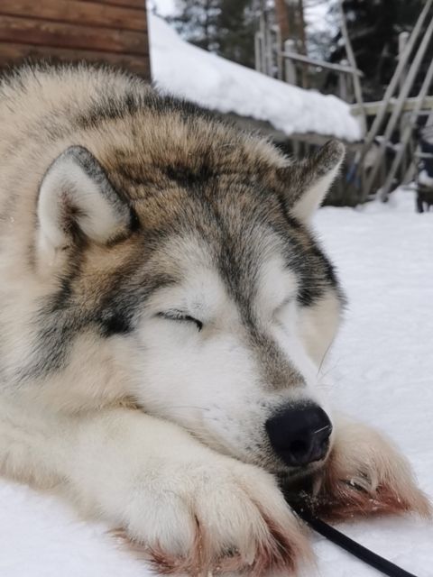Rovaniemi: Meet Santa Claus, Reindeer Sleigh Ride & Huskies - What the half-day timing really buys you (finish around 12/13pm)