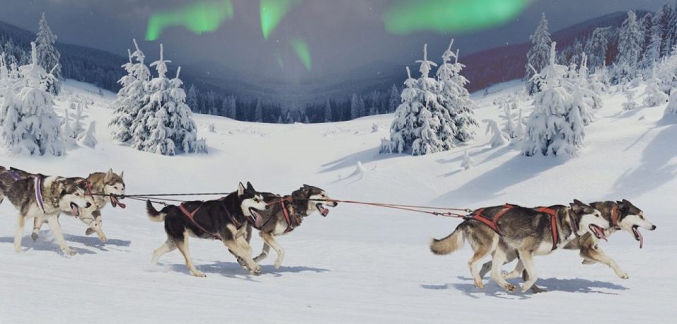 Rovaniemi: Northern Lights and Husky Sleigh Ride - Meeting the husky team: the moment you’re no longer in a tour