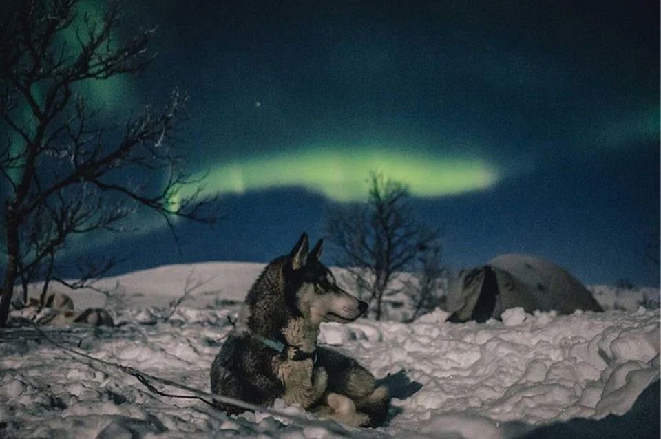 Rovaniemi: Northern Lights and Husky Sleigh Ride - Northern Lights hunting by car: what you’re really paying for