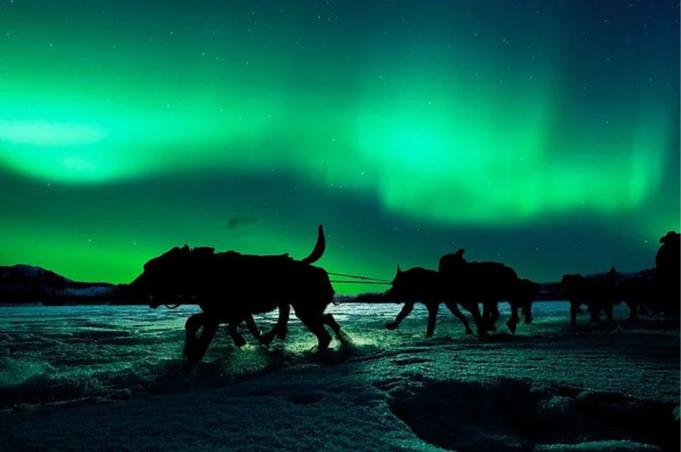 Rovaniemi: Northern Lights and Husky Sleigh Ride - Price and value at $269: what you’re getting for the money