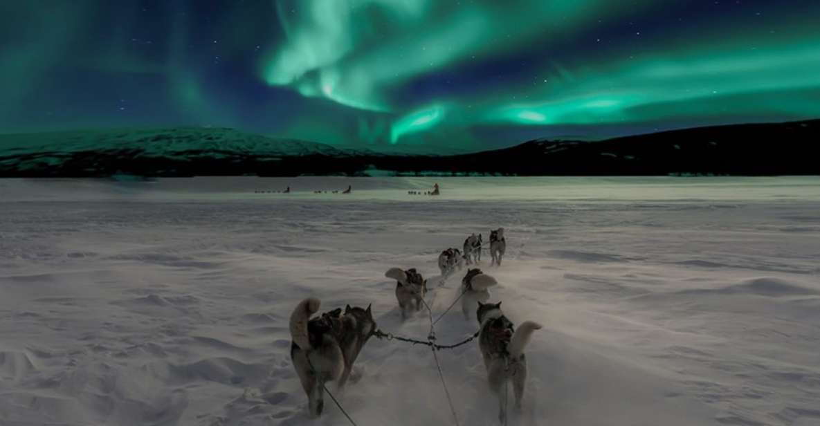 Rovaniemi: Northern Lights and Husky Sleigh Ride - Who this husky-and-aurora ride fits (and who should skip it)