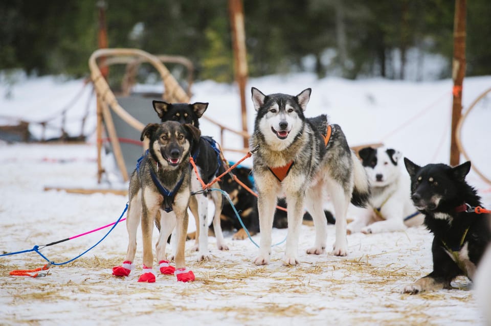 Rovaniemi: One Hour Husky Experience - How the One-Hour Husky Pull Works (and What You Get in 2 Hours)