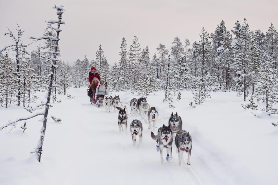 Rovaniemi: One Hour Husky Experience - Should You Book This Rovaniemi Husky Experience?
