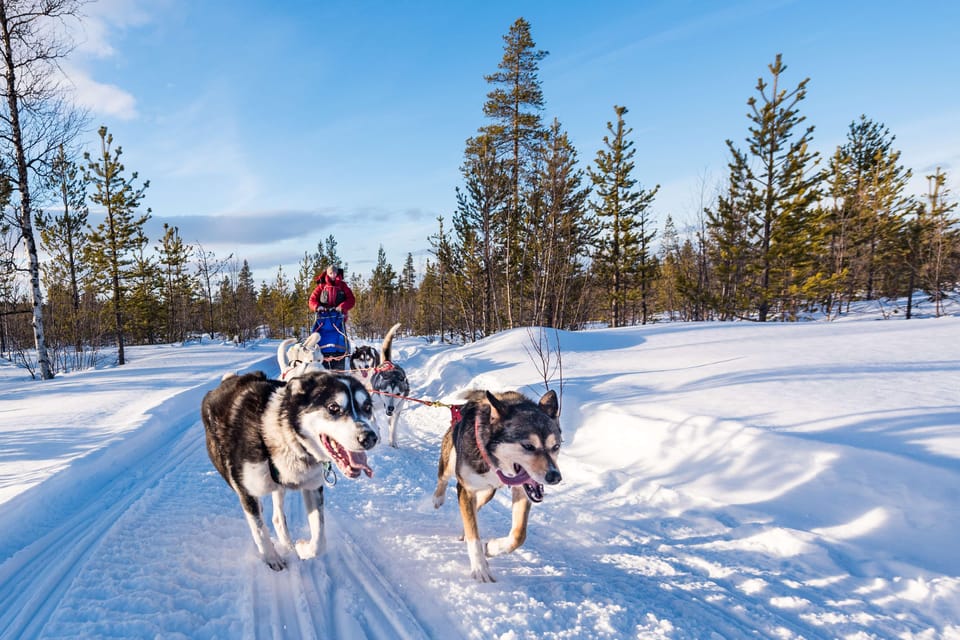 Rovaniemi: One Hour Husky Experience - Picking Up in Central Rovaniemi: Easy Transfers, Tight Timing