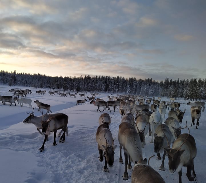 Rovaniemi: Private Reindeer Farm Visit and Walk-Along - Key moments you’ll remember