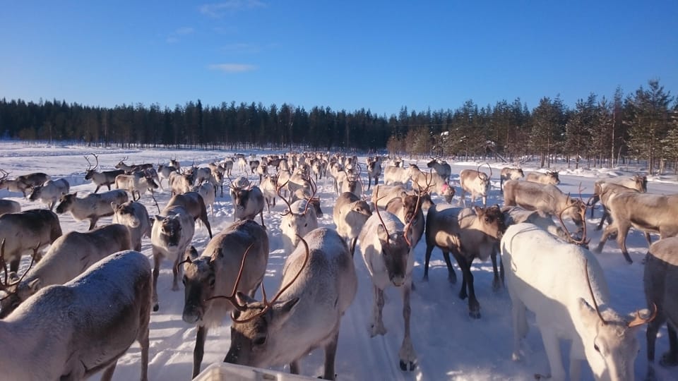 Rovaniemi: Private Reindeer Farm Visit and Walk-Along - Why this private farm feels personal, not tour-bus style